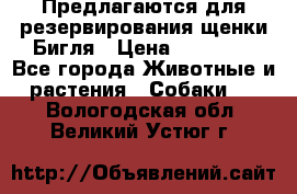 Предлагаются для резервирования щенки Бигля › Цена ­ 40 000 - Все города Животные и растения » Собаки   . Вологодская обл.,Великий Устюг г.